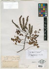 Amorpha cynostachya image