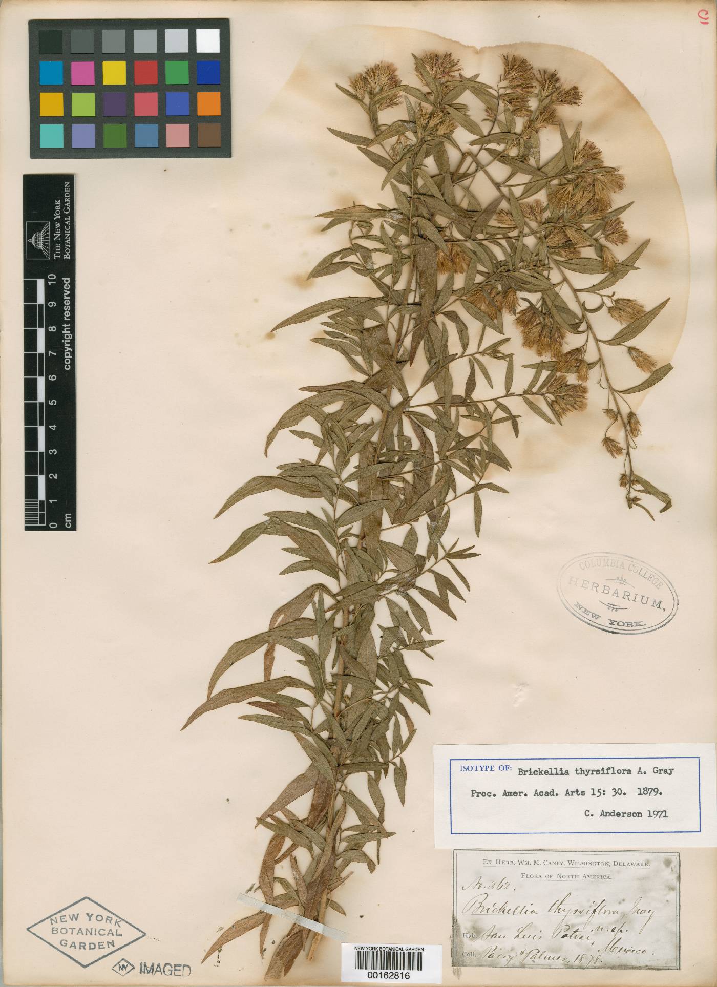 Brickellia thyrsiflora image