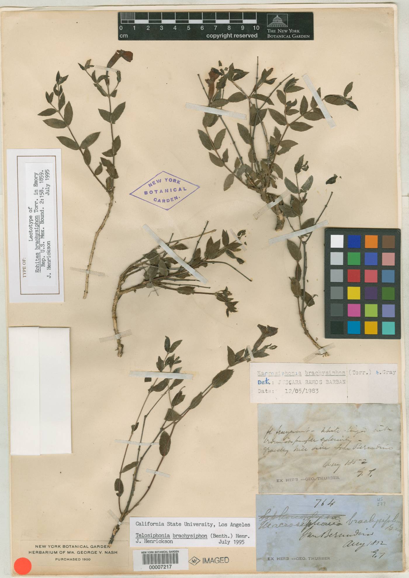 Echites brachysiphon image