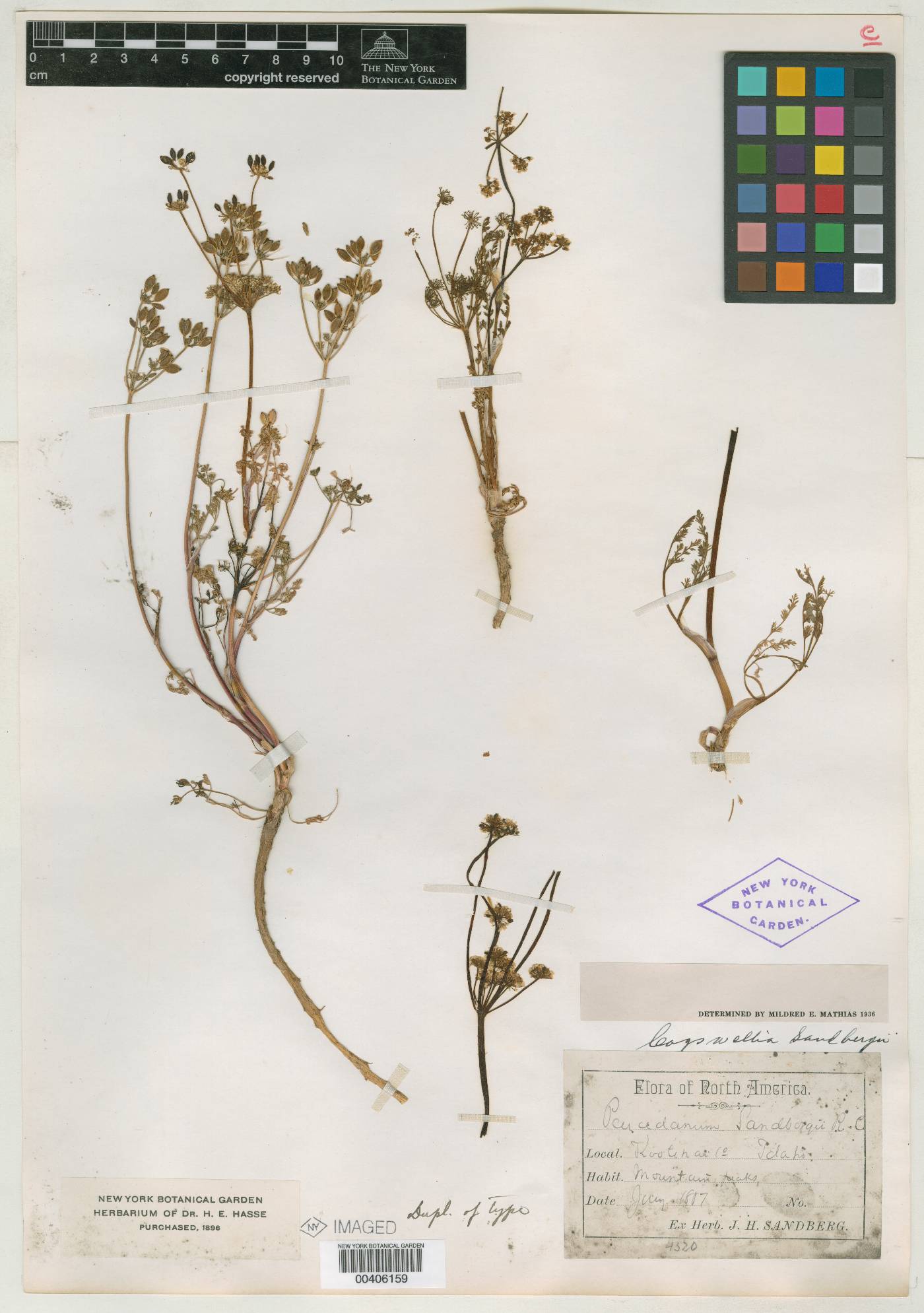 Peucedanum sandbergii image
