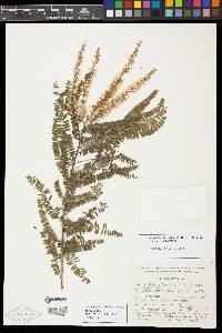 Eysenhardtia officinalis image