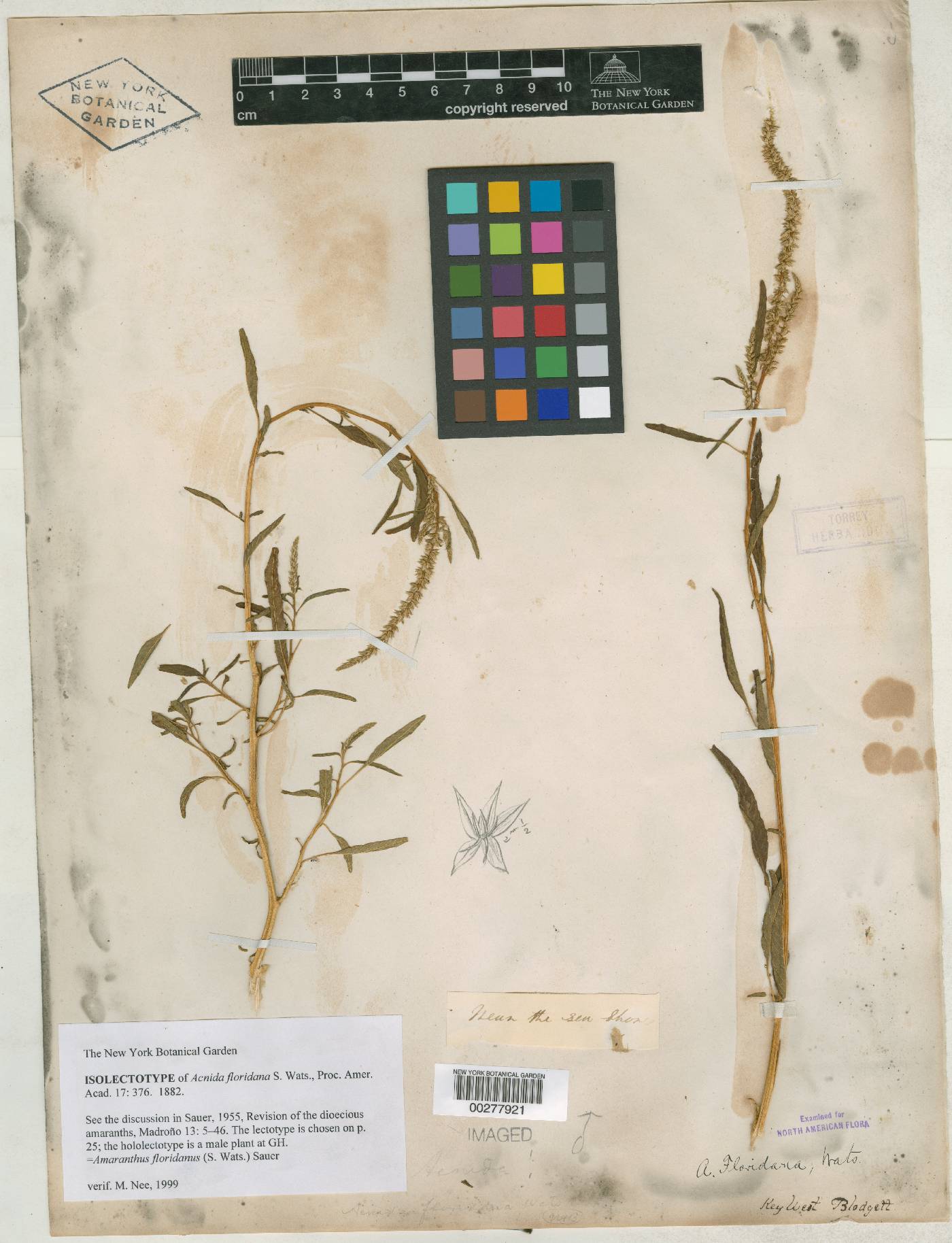 Acnida floridana image