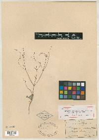 Eriogonum mohavense image