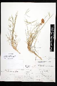 Trifolium dedeckerae image