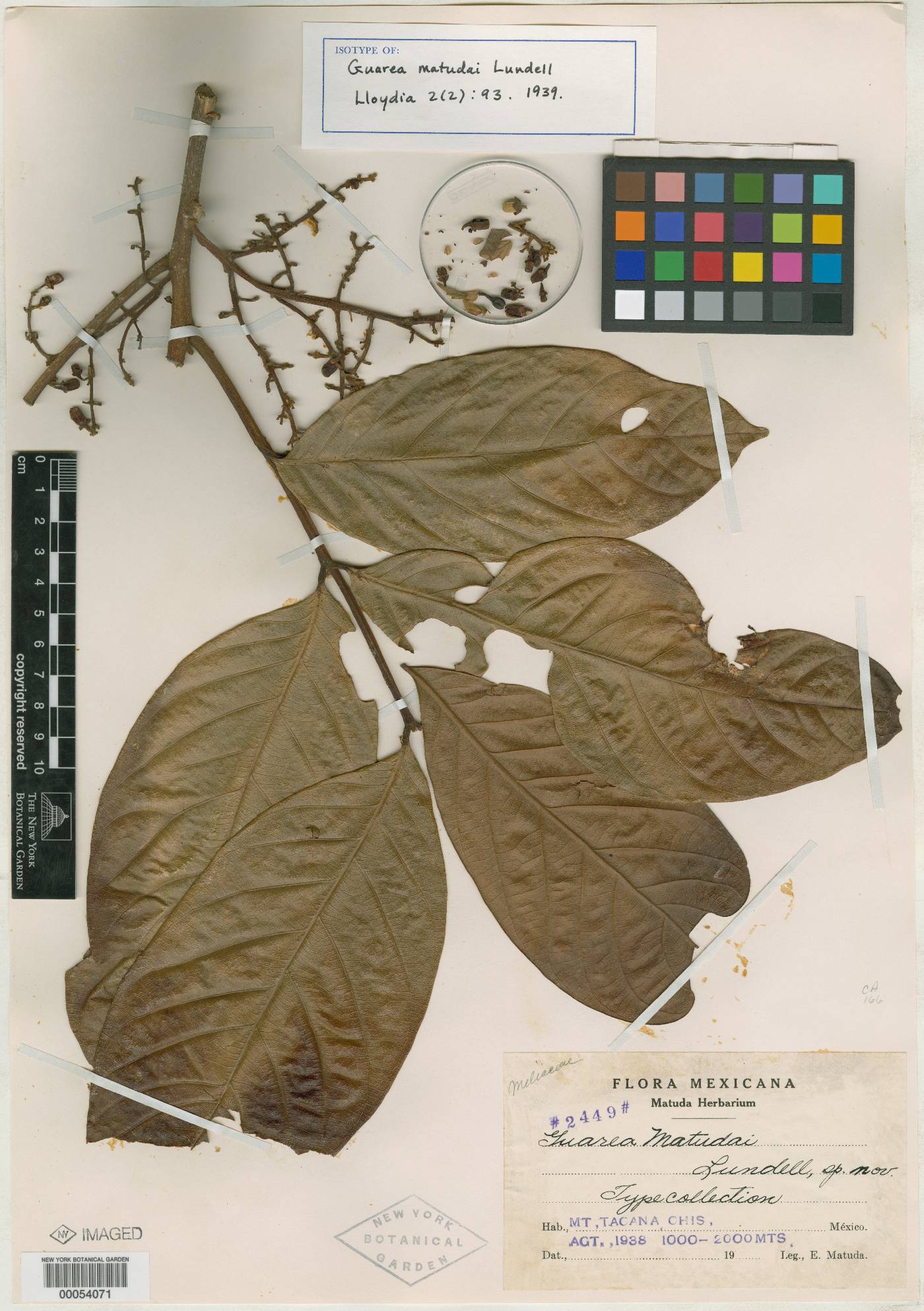 Guarea glabra subsp. glabra image