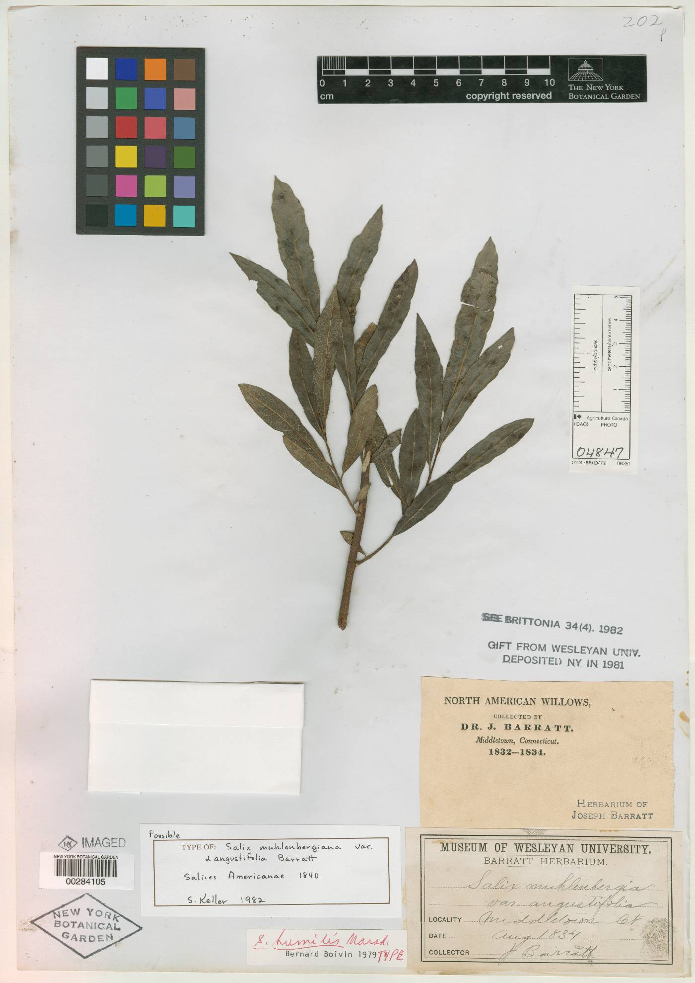 Salix muehlenbergiana var. angustifolia image