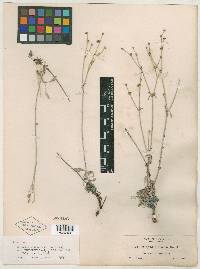 Eriogonum niveum image