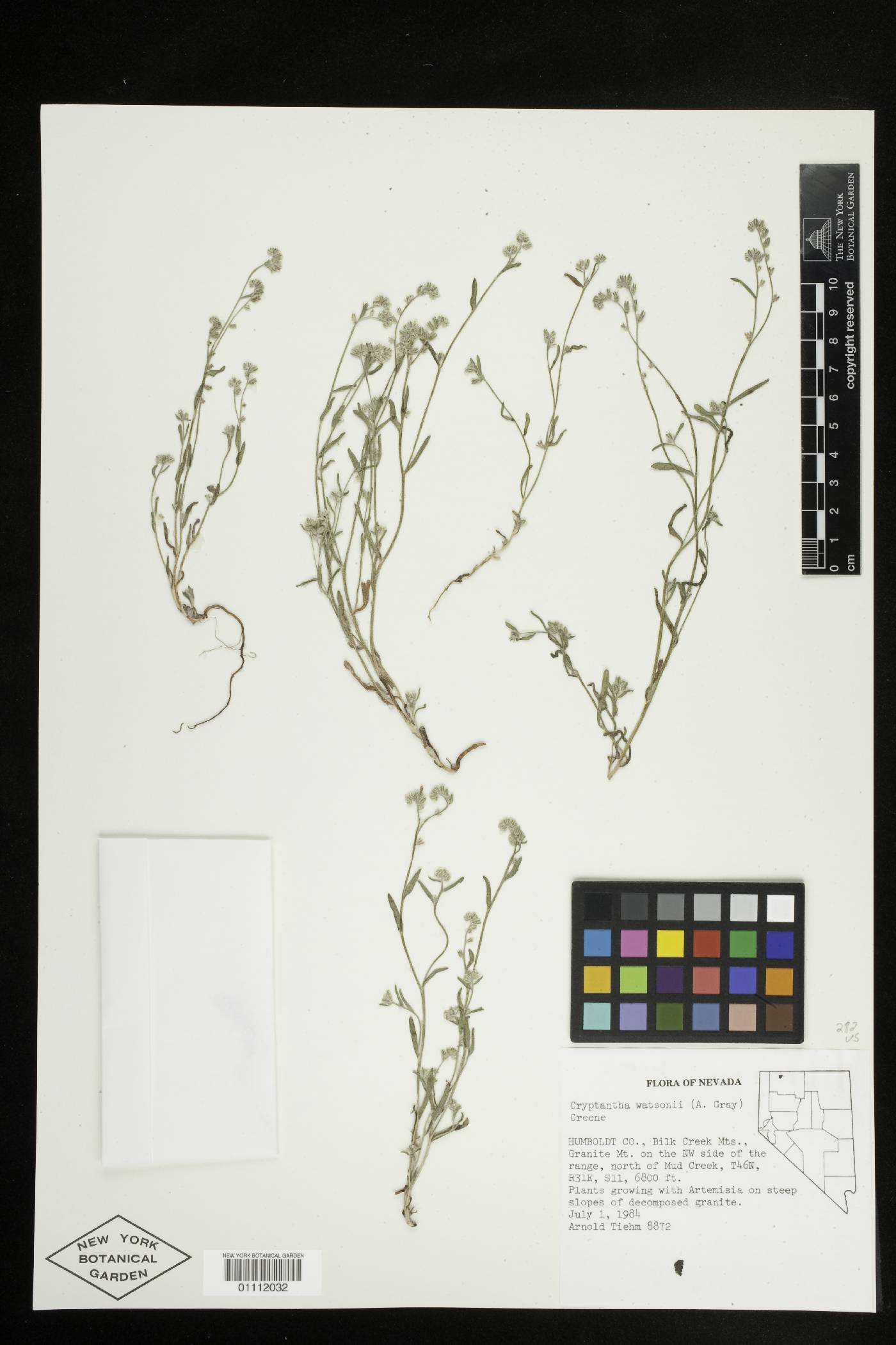 Cryptantha watsonii image