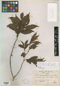 Xylosma quichensis image