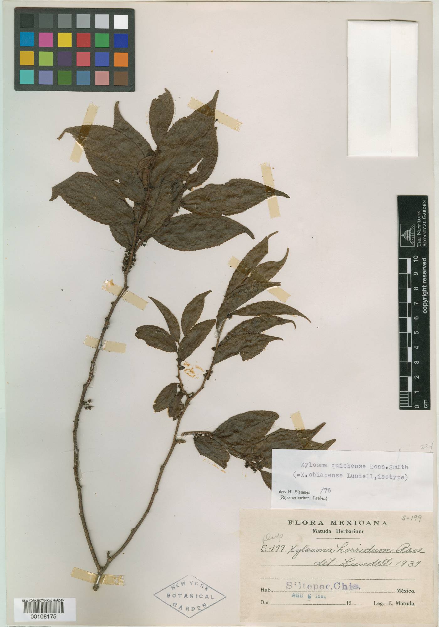 Xylosma chiapensis image