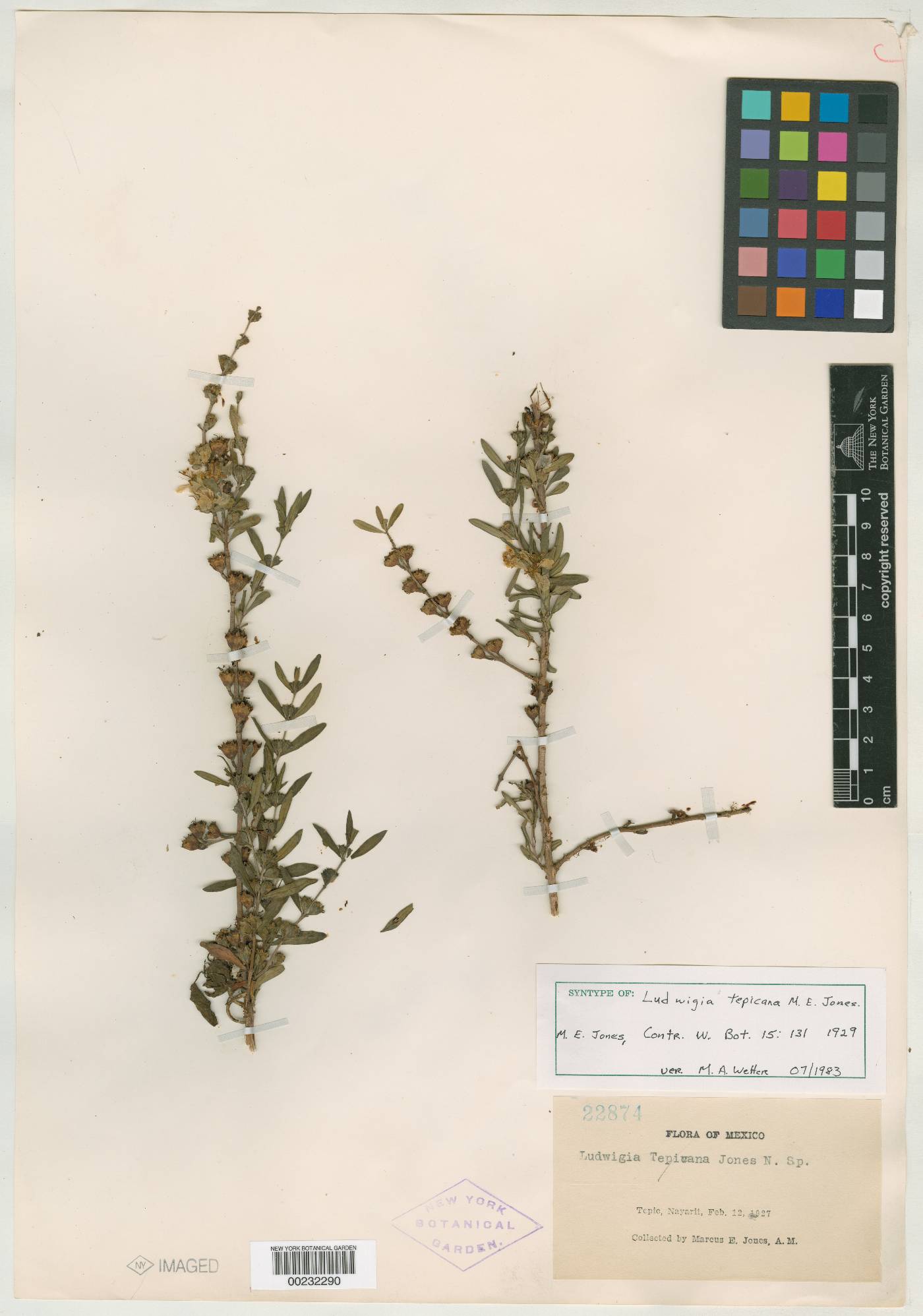 Ludwigia tepicana image