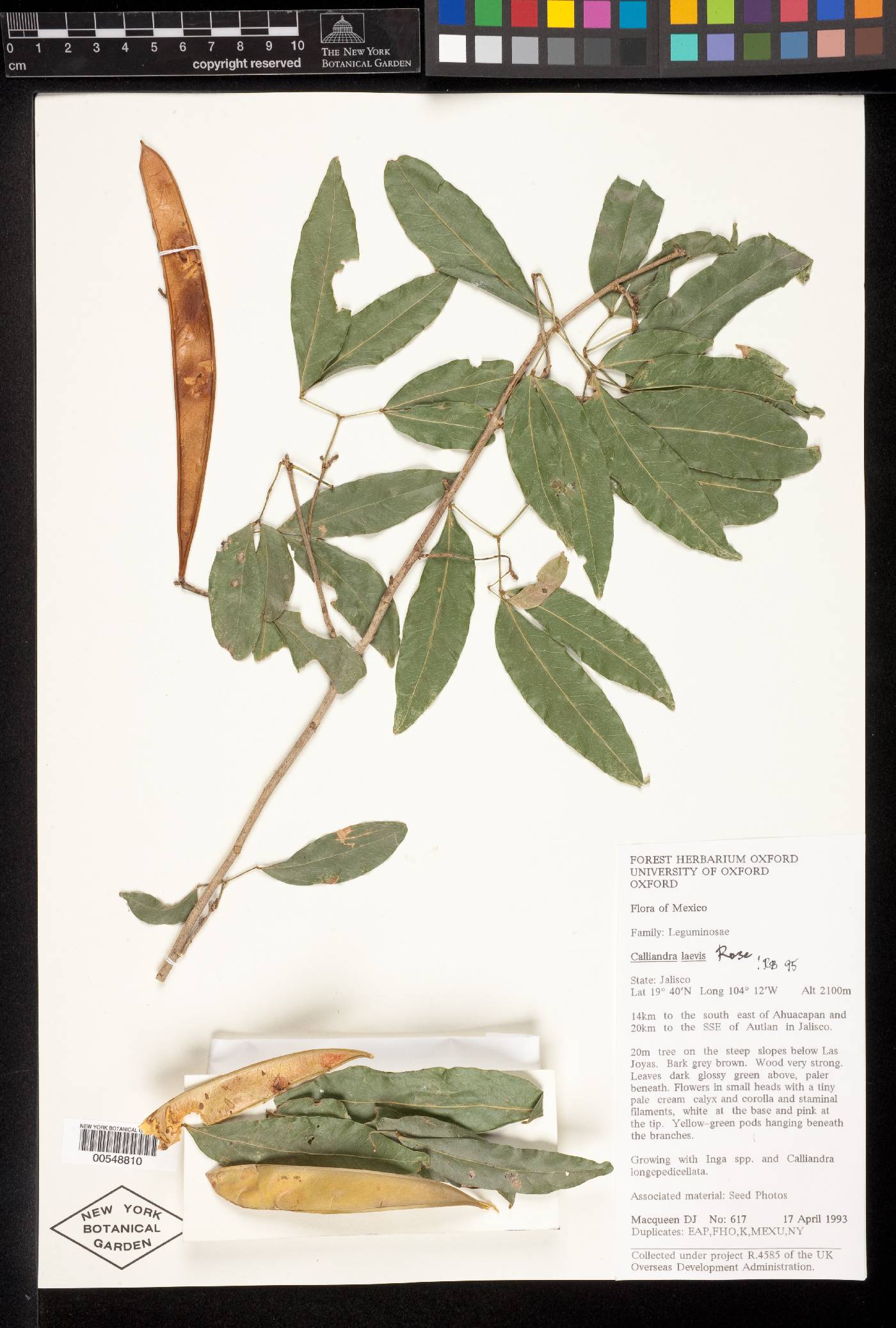 Calliandra laevis image