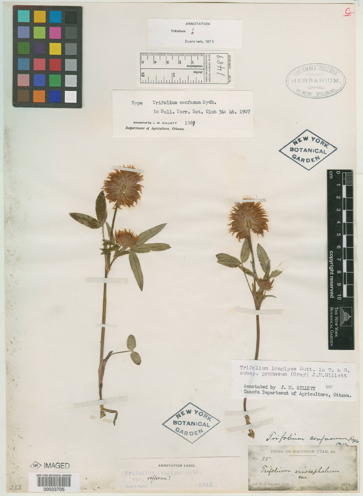 Trifolium confusum image