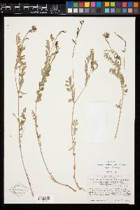 Astragalus robbinsii var. alpiniformis image