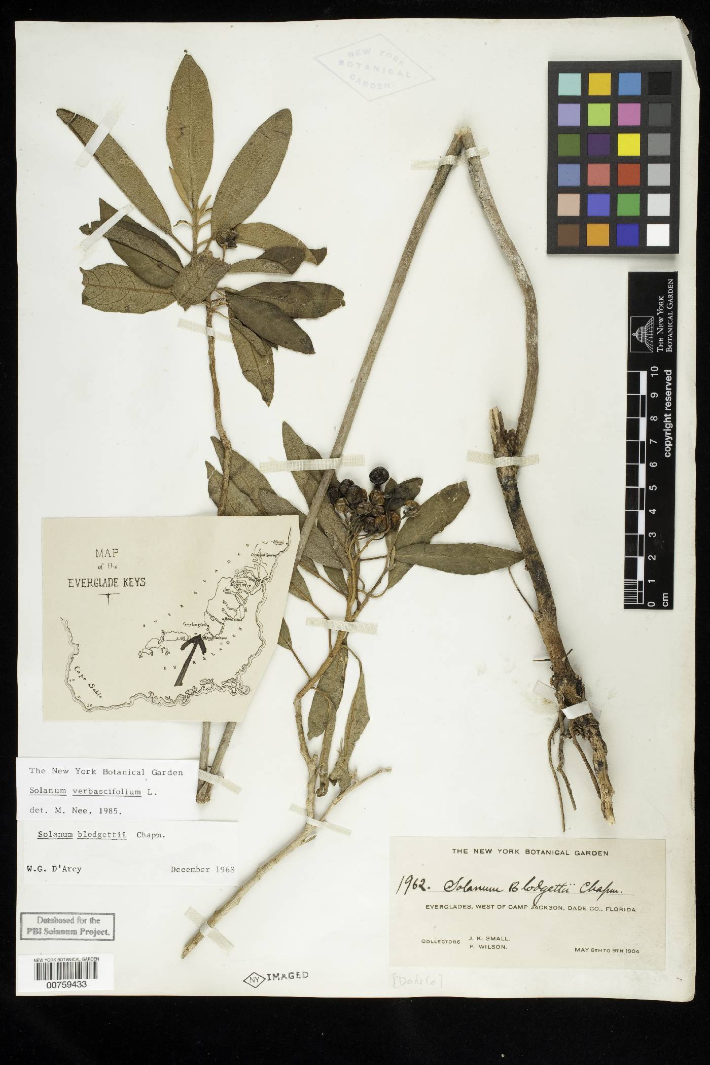 Solanum donianum image