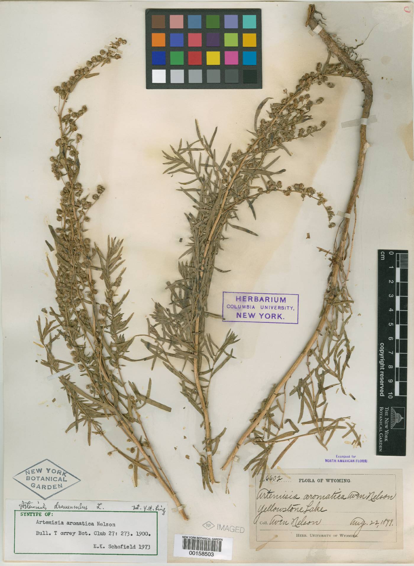 Artemisia aromatica image