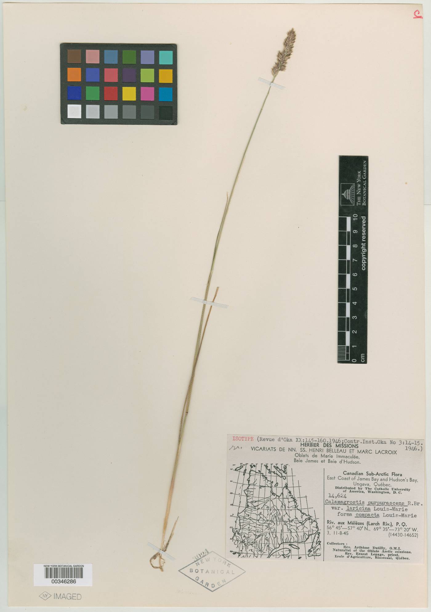 Calamagrostis purpurascens var. laricina image