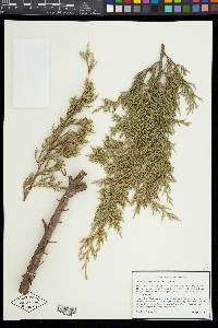 Juniperus virginiana var. virginiana image