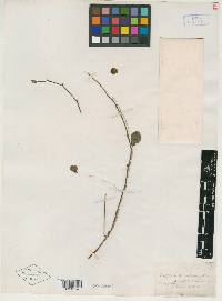 Baptisia microphylla image