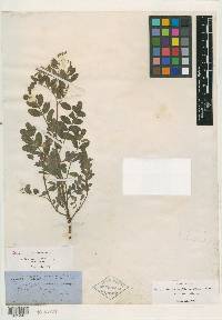 Hosackia stolonifera var. pubescens image