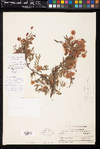 Mimosa moniliformis image