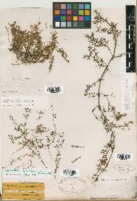 Galium trifidum subsp. subbiflorum image