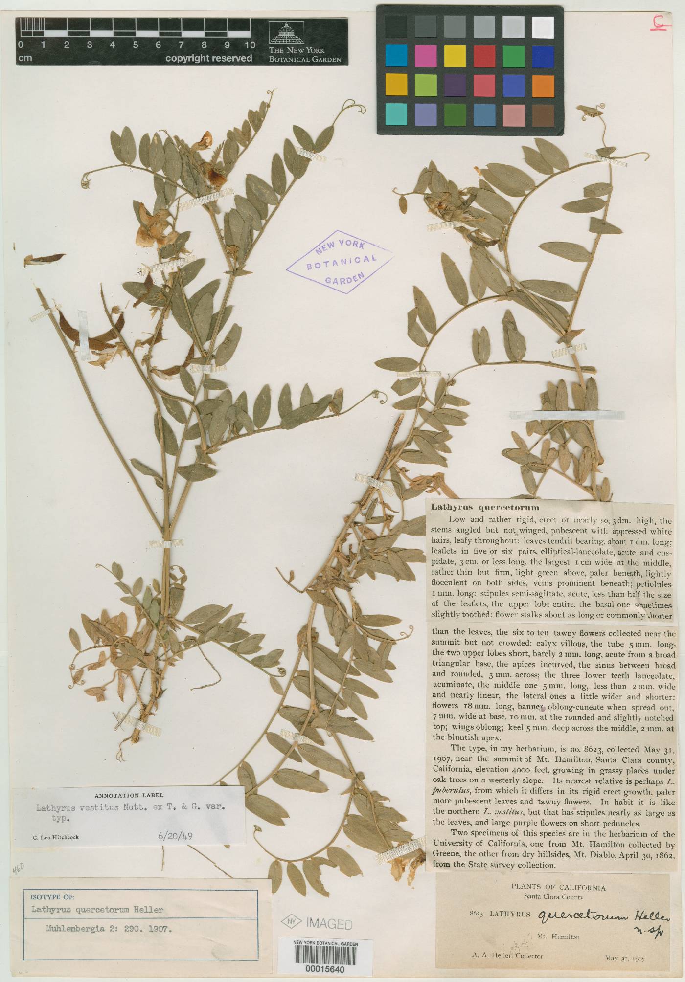 Lathyrus quercetorum image