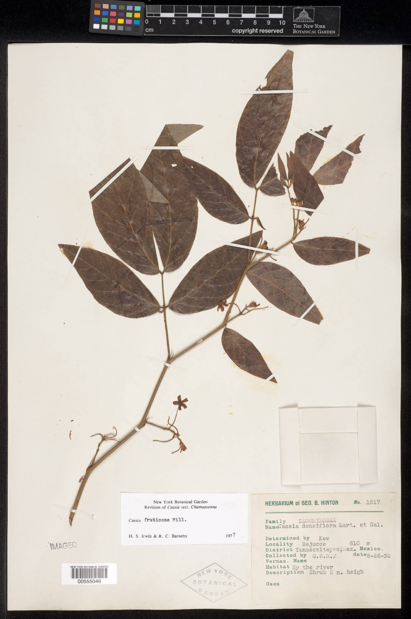 Senna fruticosa image