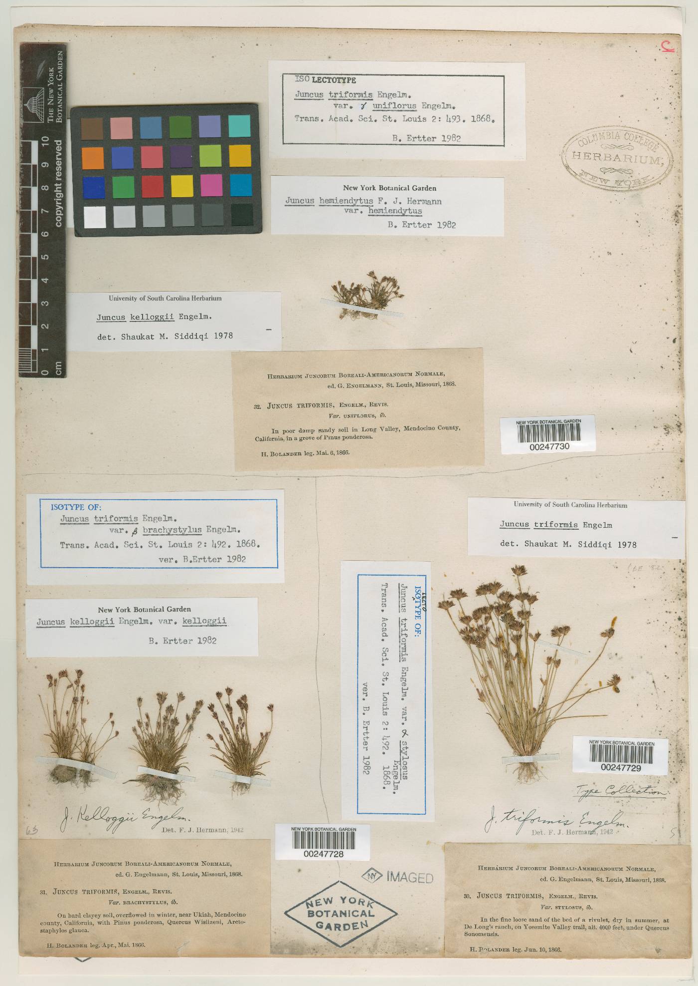 Juncus triformis var. brachystylus image