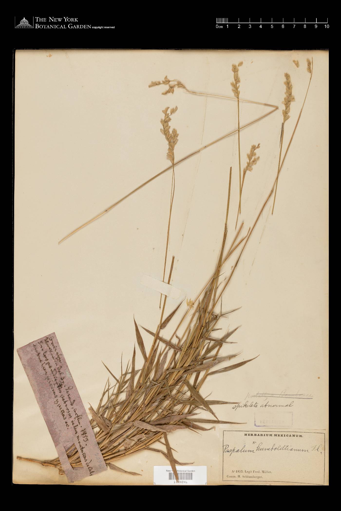 Paspalum humboldtianum image