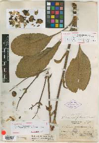 Image of Silphium rumicifolium