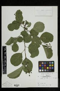 Celastrus scandens image