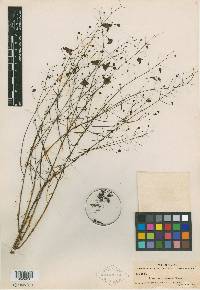 Gerardia divaricata image