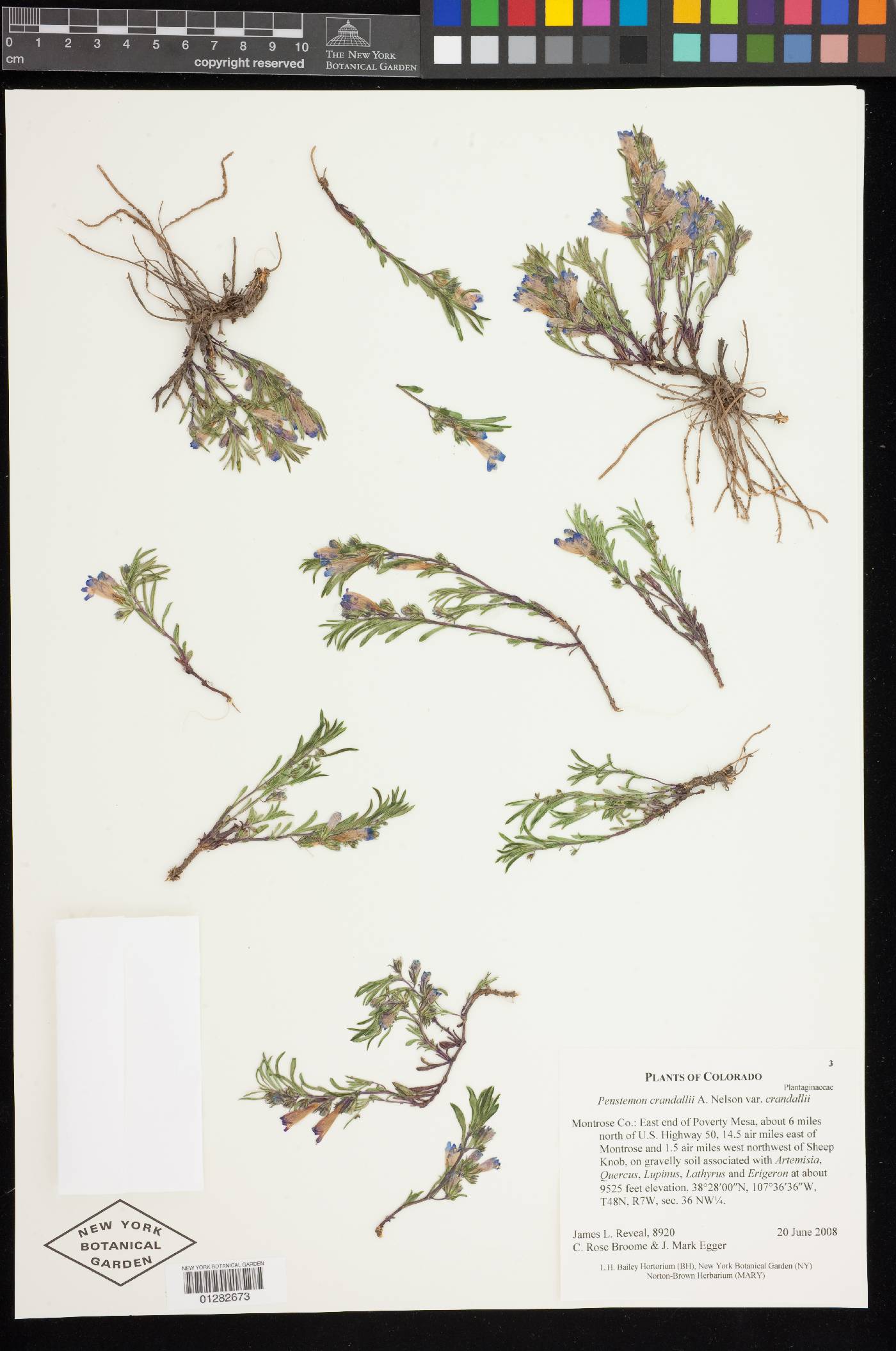 Penstemon crandallii image