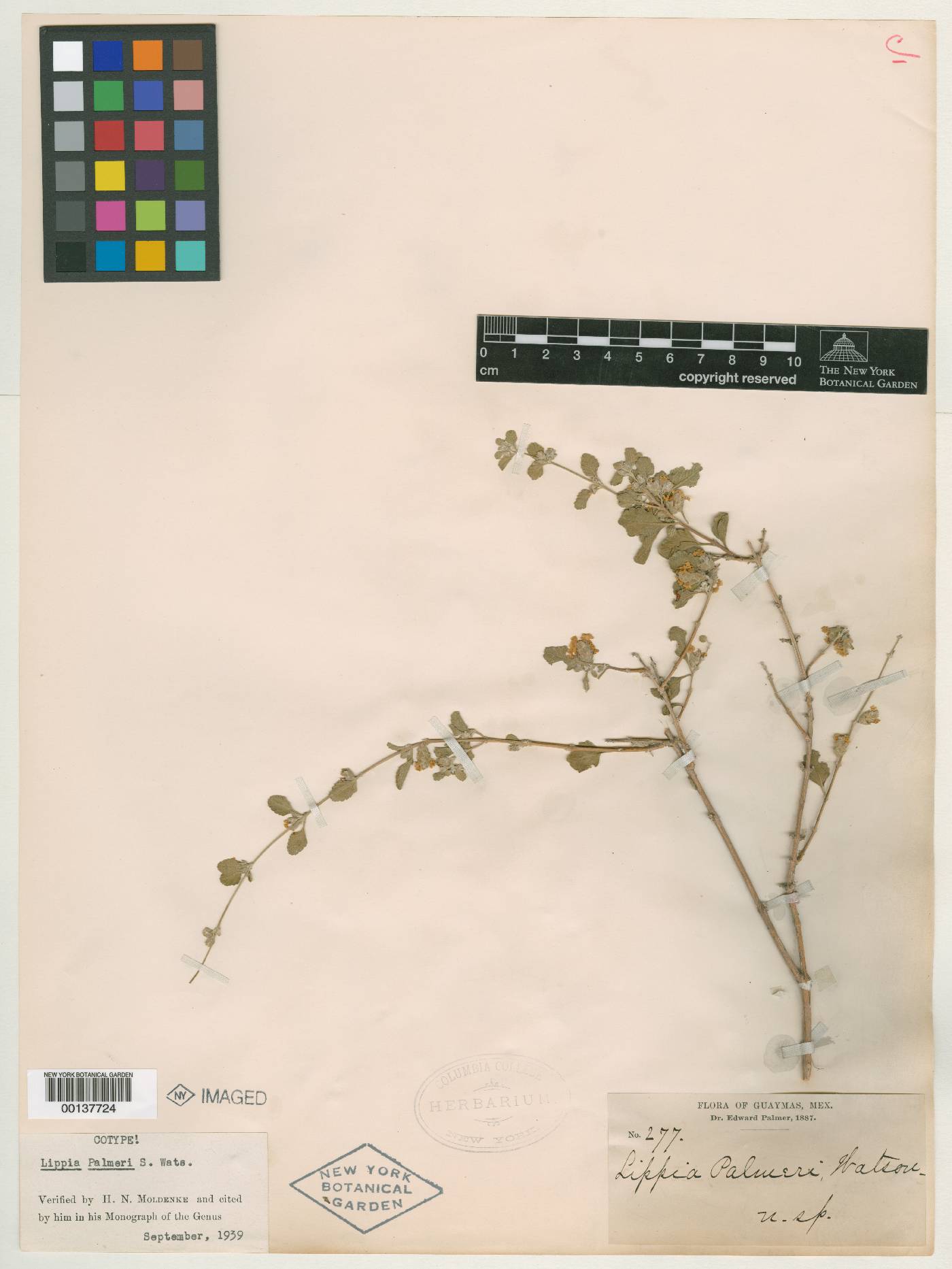 Lippia origanoides image