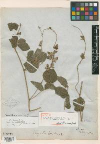 Rhynchosia latifolia image