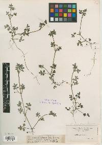 Nemophila plaskettii image