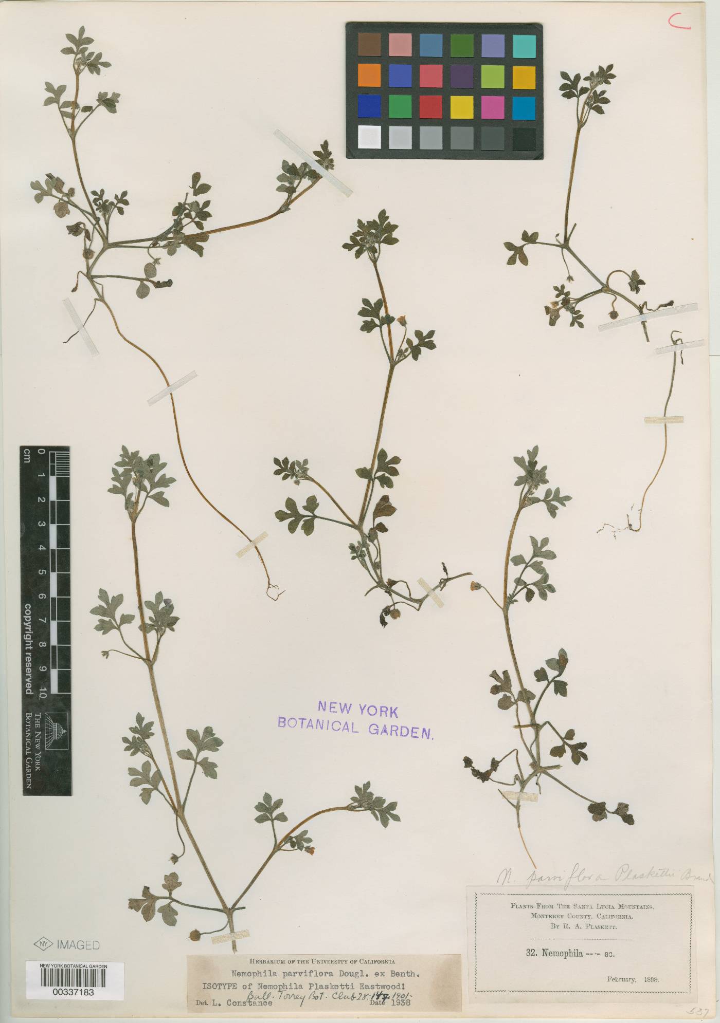 Nemophila plaskettii image