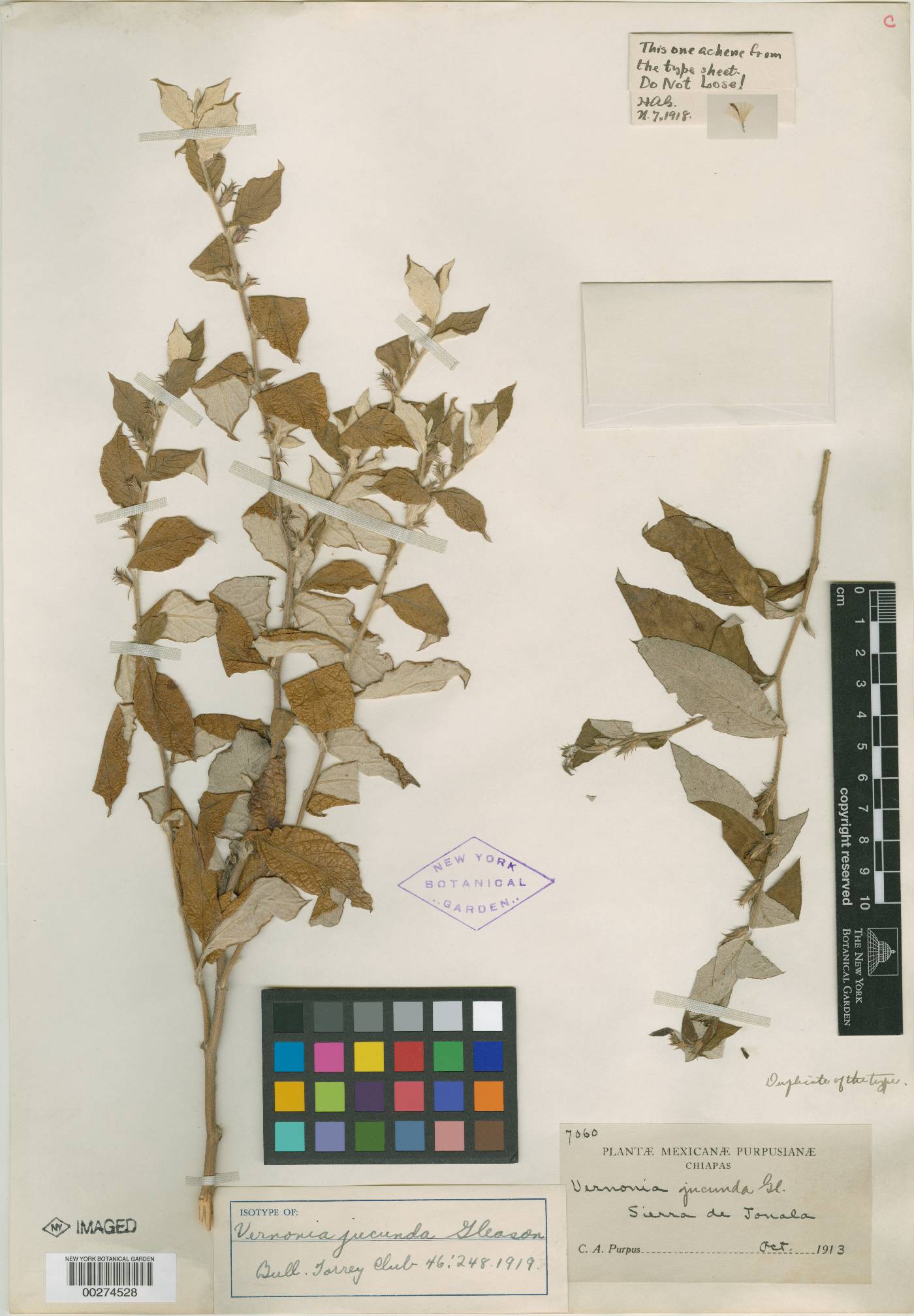 Vernonia jucunda image