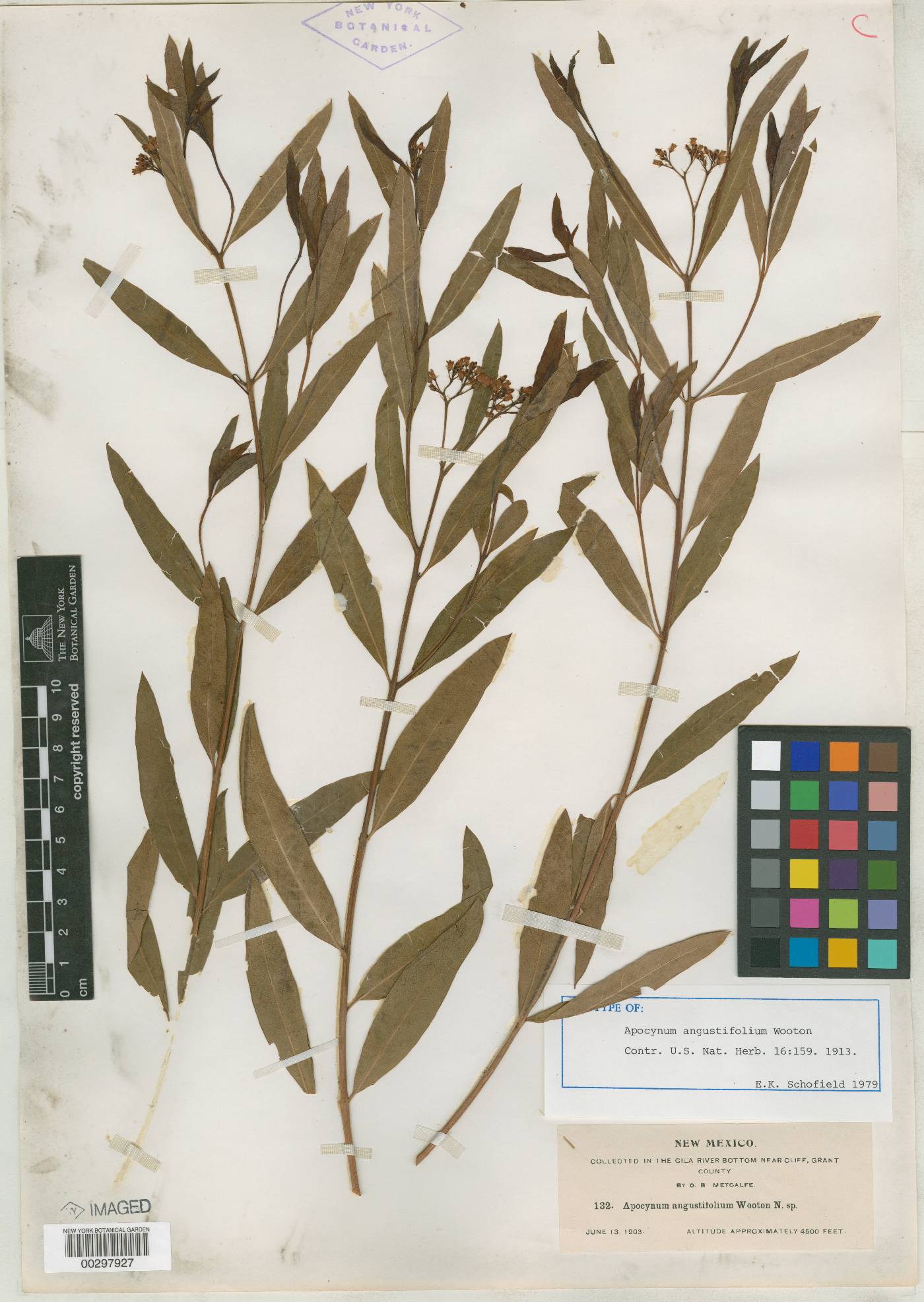 Apocynum angustifolium image