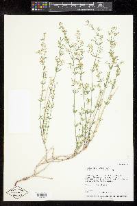 Galium multiflorum image