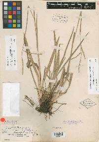 Paspalum longipilum image