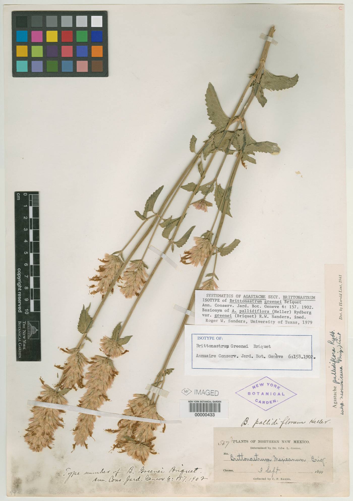 Brittonastrum greenei image