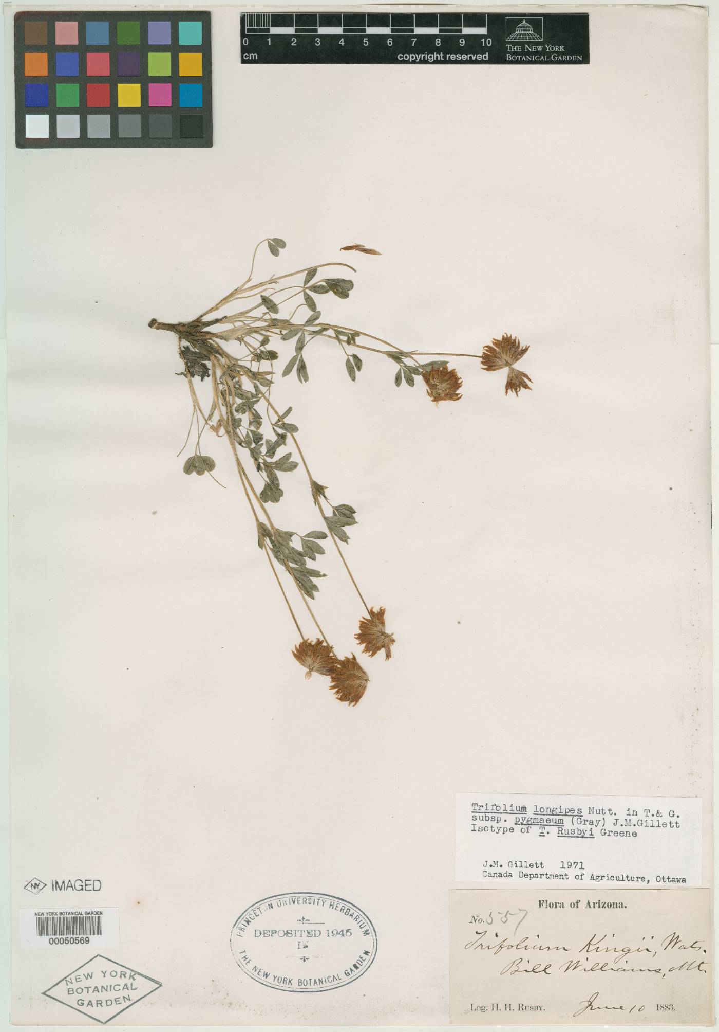 Trifolium rusbyi image