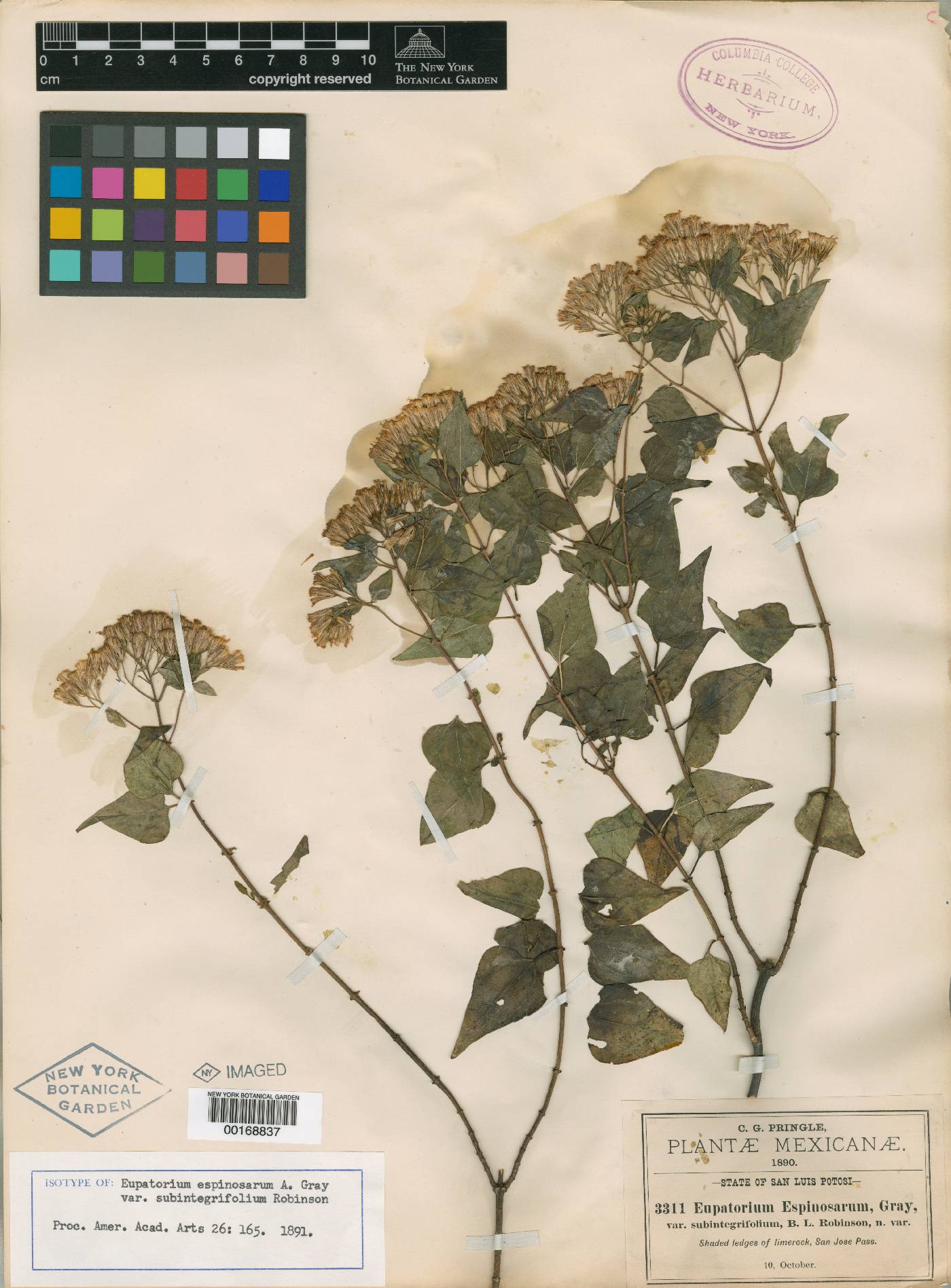 Ageratina espinosarum var. subintegrifolia image