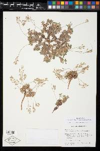 Draba serpentina image