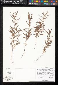 Chamaecrista nictitans var. leptadenia image