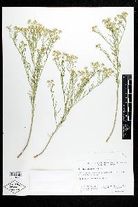 Lepidium alyssoides image