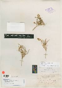 Draba graminea image