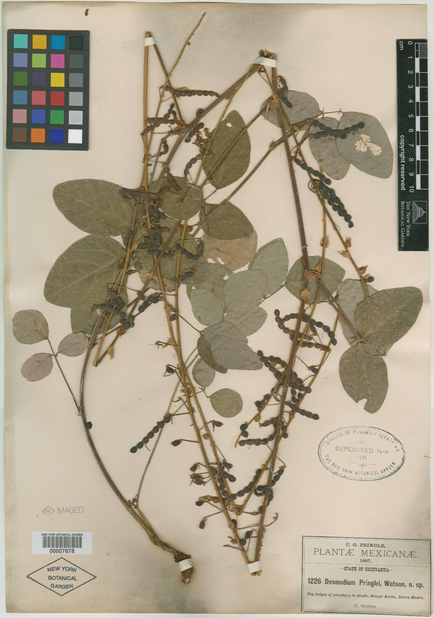 Desmodium pringlei image